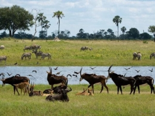 Little Makalolo Camp