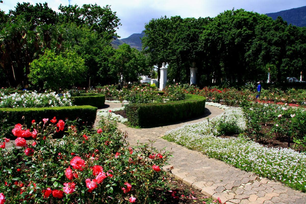 Rose Garden, The Company's Garden, Cape Town, South Africa Stock Photo -  Alamy