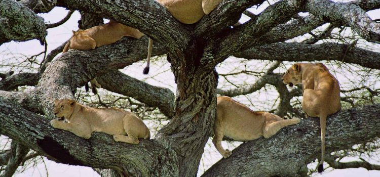 Why Do Some Lions Climb Trees? A closer look at tree climbing lions