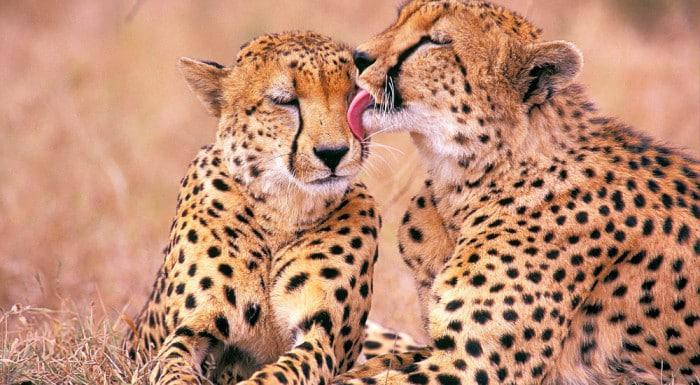 Cheetahs at Phinda Private Game Reserve
