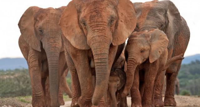 Elephants at Addo Elephant National Park
