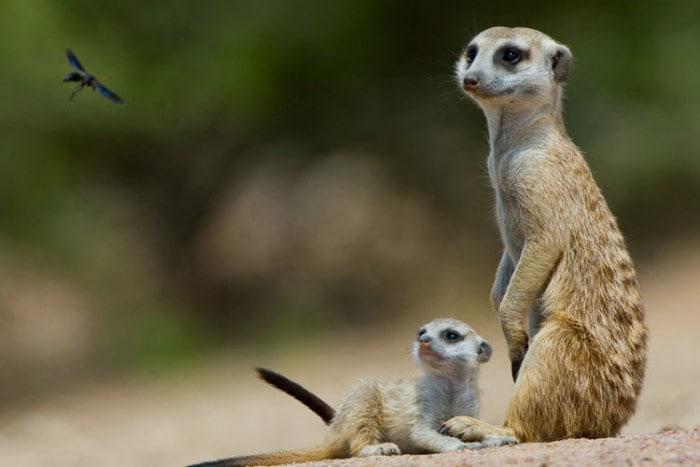 Meerkats at Tswalu Game Reserve