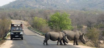 Why Is Kruger The Best Safari Destination In South Africa?