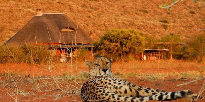 The Most Divine Desert Safari – with Tswalu Kalahari