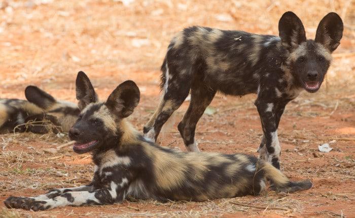 wild dogs