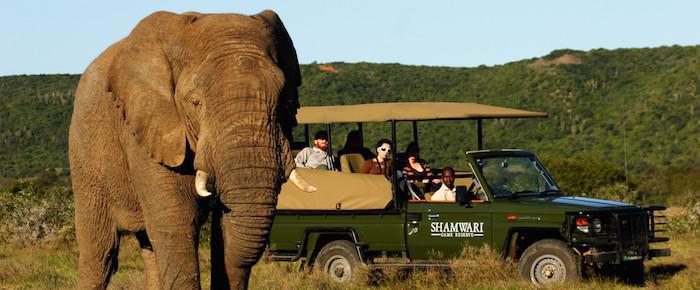 shamwari elephant