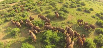 Drones & Wildlife – Should You Bring Yours on Safari?