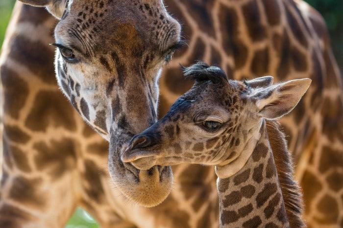 Baby Masai Giraffe with mother