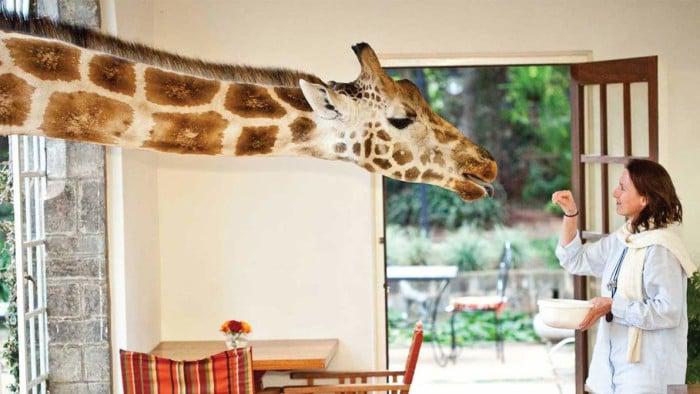 Rothschild giraffe at Giraffe Manor