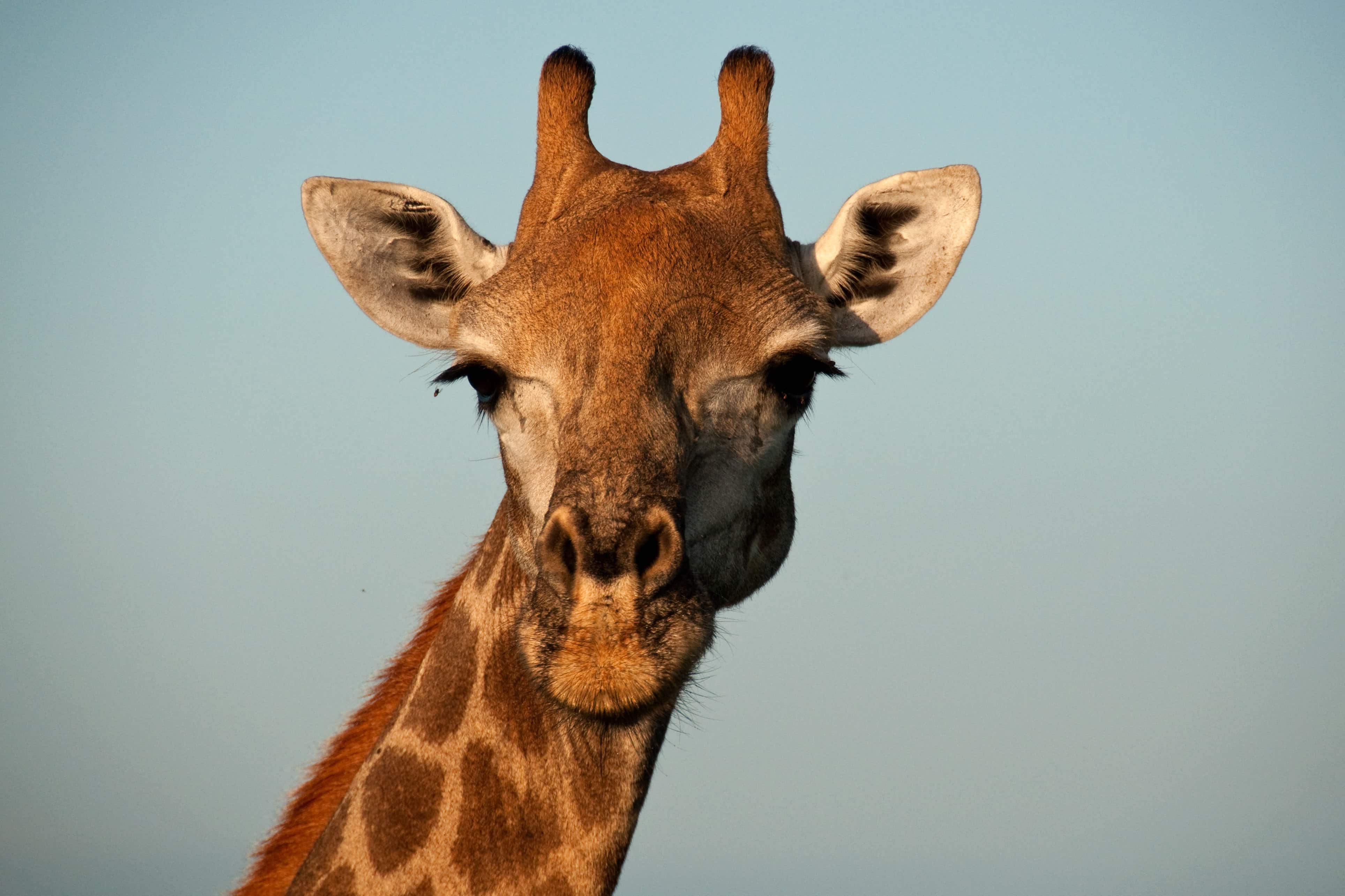 safari the giraffe