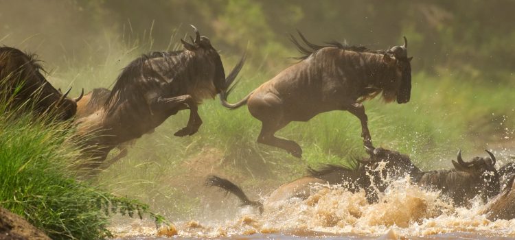 Great Migration Safaris – Where To See The Wildebeest Migration In Tanzania