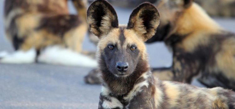 Fascinating African Wild Dog Facts And Where To See Them