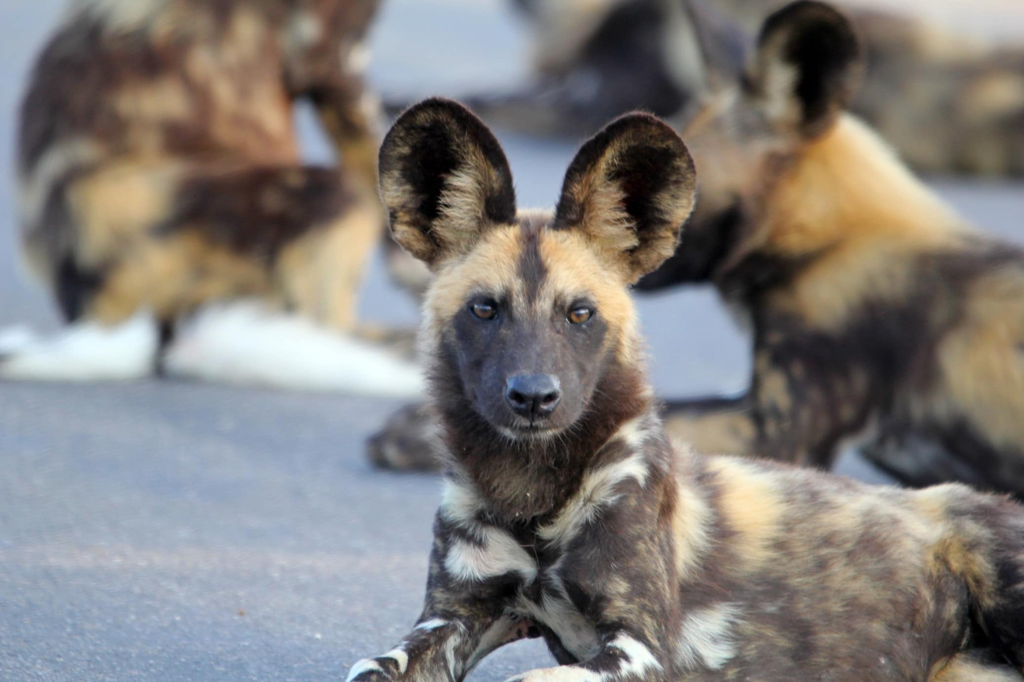 Fascinating African Wild Dog Facts And Where To See Them - Southern
