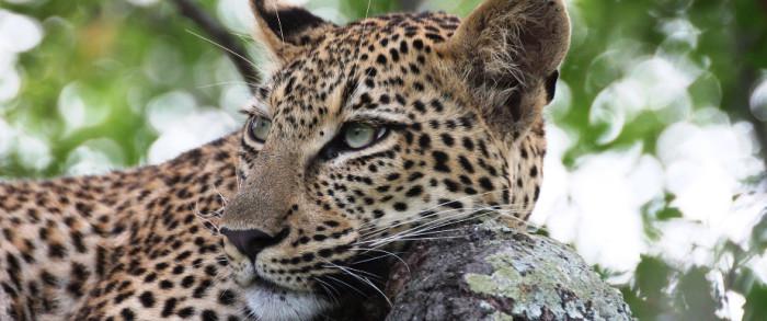 leopard at marataba safari lodge