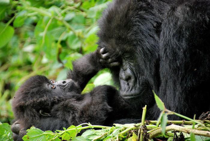 baby gorilla and mother in rwanda