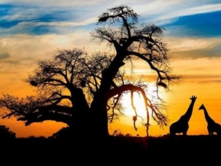 Giraffe and baobab tree silhouetted against sun in kruger national park