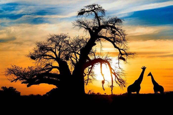 Giraffe and baobab tree silhouetted against sun in kruger national park