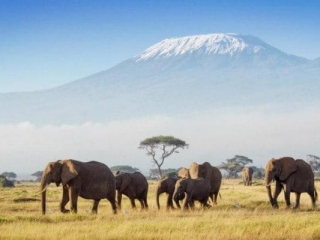 kenya amboseli national park with kilimanjaro in background