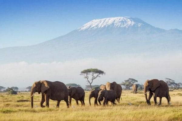 kenya amboseli national park with kilimanjaro in background