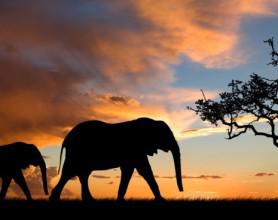 Top 5 Travel Trends For 2017 elephants-against-african-sky
