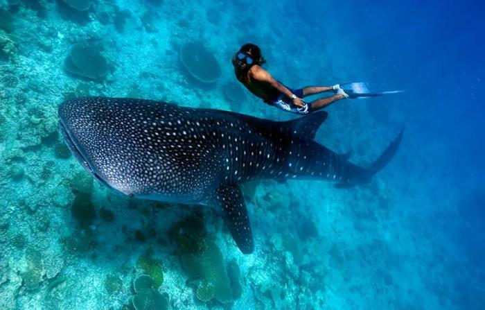 swimming with whale sharks at tofo beach mozambique photo trent burkholder getty-images