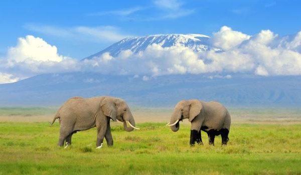 Elephants at Amboseli National Park
