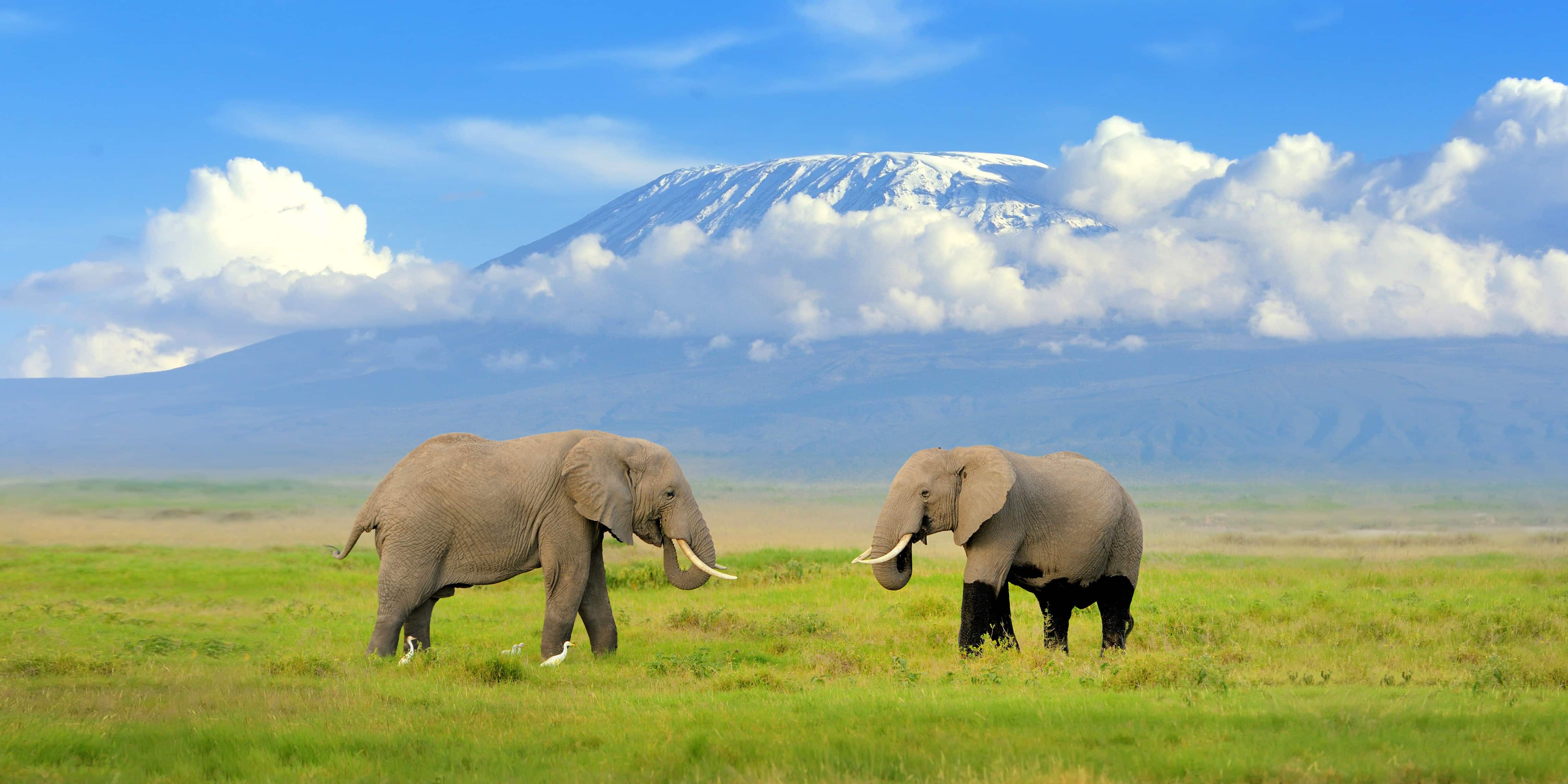 safari afrique kenya