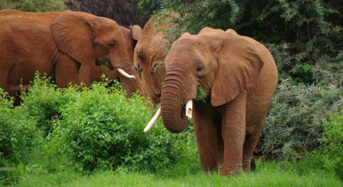 Elephants during the green season at Samburu NP