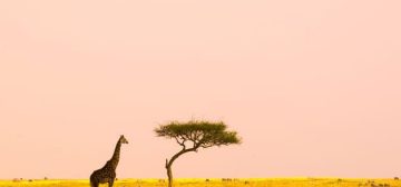 Best Time To Visit Kenya: Advice From the Safari Experts