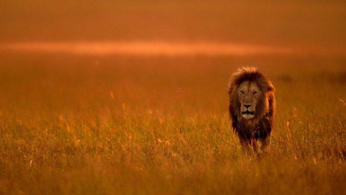 Lion seen in dry season