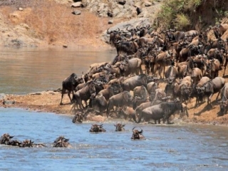 Migratory blue wildebeest crossing the Mara river, Masai Mara National Reserve, Kenya