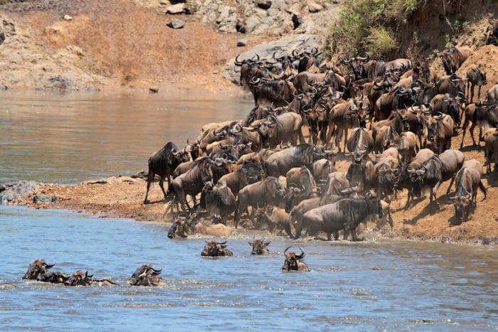 Migratory blue wildebeest crossing the Mara river, Masai Mara National Reserve, Kenya