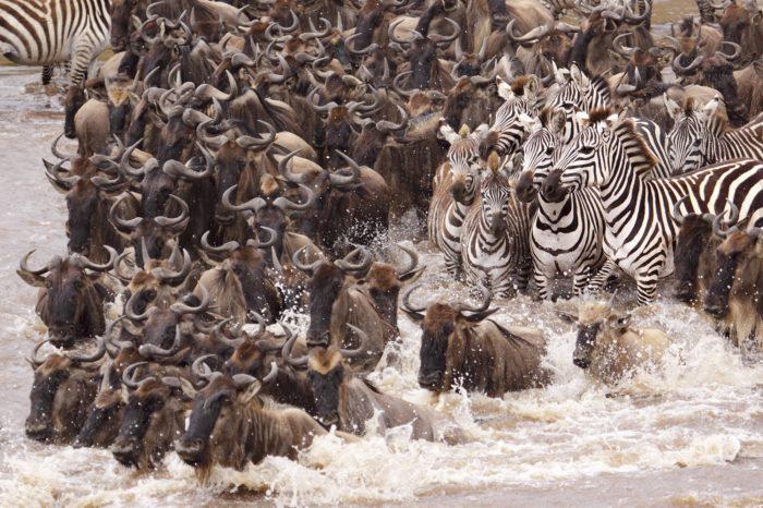 The Great Wildebeest migration