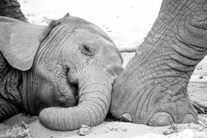 Baby elephant Janine Wildlife Photography