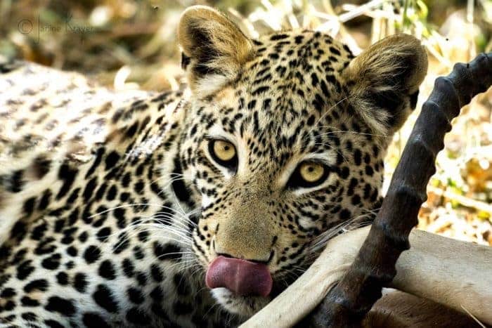 Leopard Janine Wildlife Photography