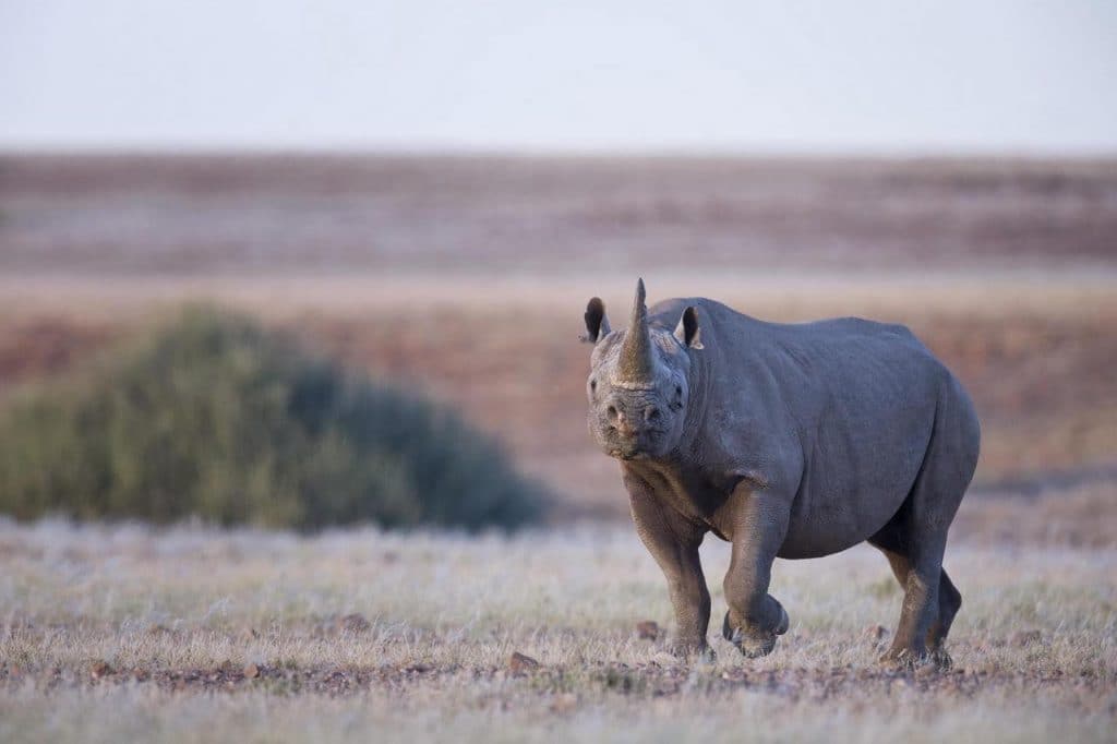 Desert rhino - Damaraland, Namibia