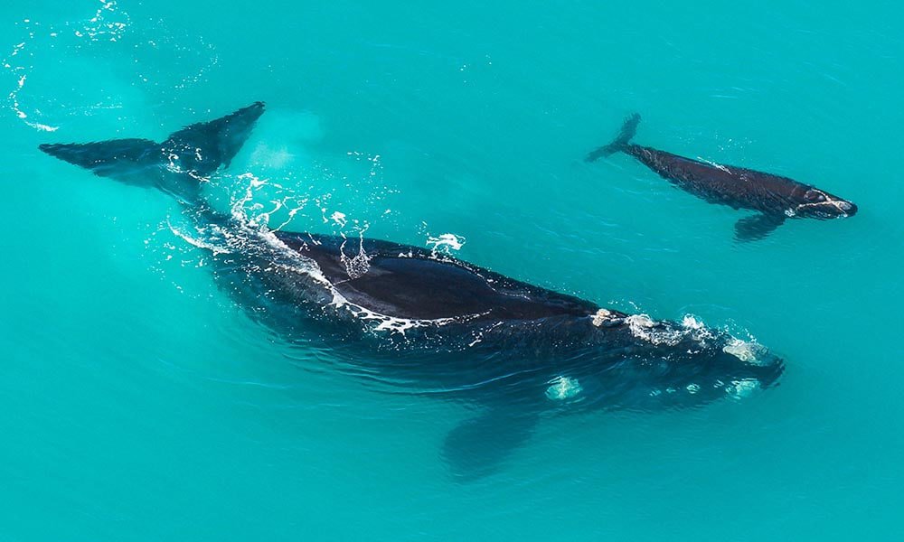 Southern Right Whale, De Hoop Nature Reserve | WWF