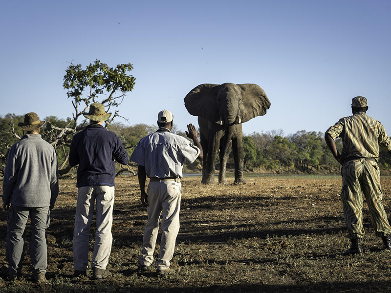 Walking Safari in Zambia