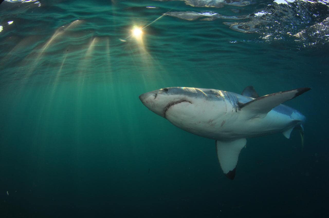 A Great White Shark photographed in its natural habitat by White Shark Projects