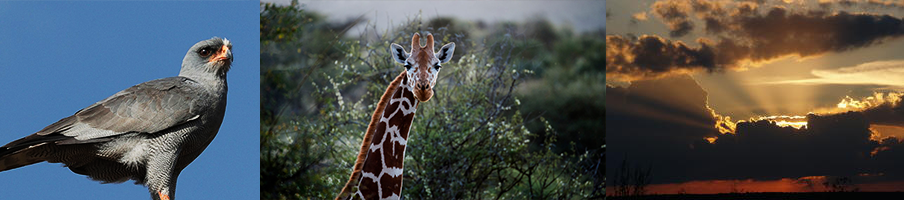 Other activities include phenomenal birding, horserides through herds of giraffe, zebra and elephants -- and sundowner adventures! (The evocatively named 'Eastern Chanting Goshawk is just one of 400+ bird species in Laikipia!)