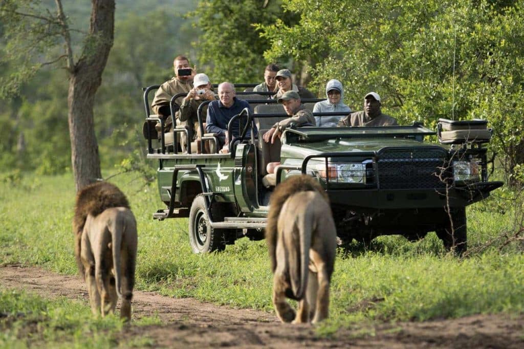 Common sightings in the Sabi Sand area include lion, cheetah, hyena, zebra, hippo, giraffe, buffalo and wildebeest. Less common sightings of white rhino and wild dogs ('painted wolf') are possible.