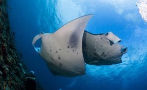 Manta ray gliding through the cobalt depths of the Bazaruto Archipelago