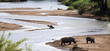 Why Is Kruger The Best Safari Destination In South Africa?