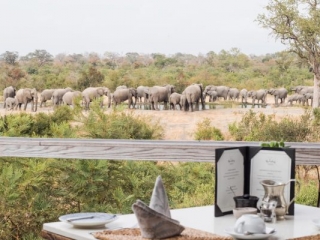 Simbambili Game Lodge - watering hole - elephants