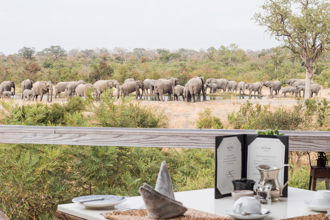 Simbambili Game Lodge - watering hole - elephants