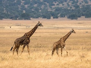 Masai giraffe at Magashi Camp in Rwanda's Akagera National Park