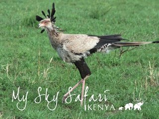 Camille captured this incredible raptor (the tallest and longest of all living raptors) on her Elewana Sky Safari in Kenya