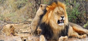 What Happens to Our Male Lions?
