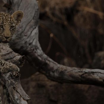 LONDOLOZI WAS INCREDIBLE – WE SAW REMARKABLE THINGS. EVERY ANIMAL MANY TIMES AND UP CLOSE AND PERSONAL.