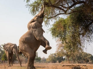 chikwenya_wildlife_2000px_-_kyle_and_ruth_128_of_334